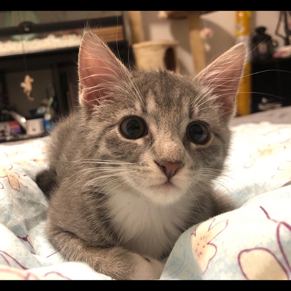 Meet your Posher, Sophia